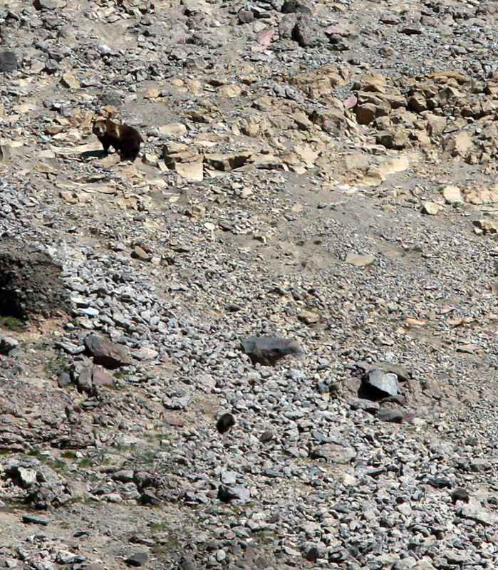 Grizzly Moth Site
